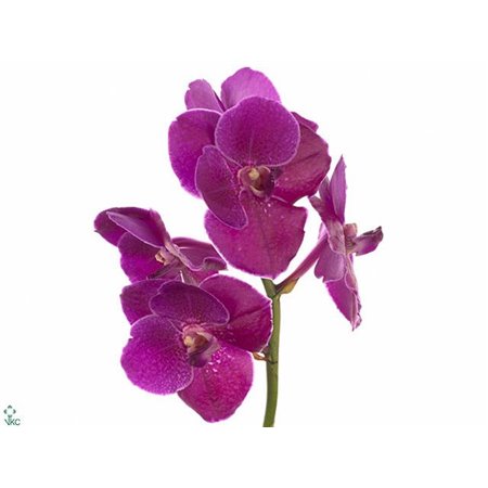 Vanda Sumathi Magic Fuchsia c3733