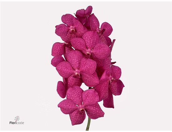 Vanda Tayanee Cerise X10 c3746