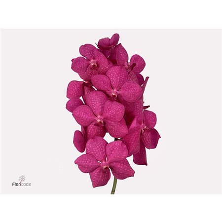 Vanda Tayanee Cerise X4 c3748