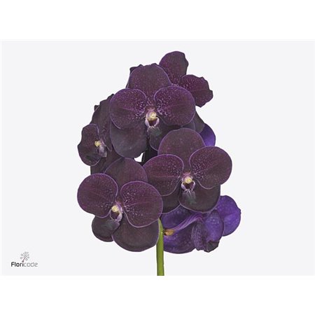 Vanda Velvet Blackberry X16 c3752
