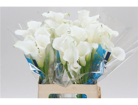 Kala White Mambo c3848