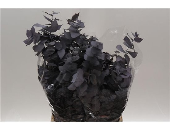 Evkaliptus Stuart. Gray 200gr (p. bunch) c1581