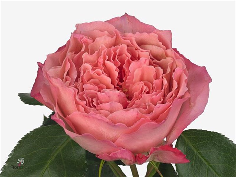 Vrtnica Garden Mayra S Rose c3618