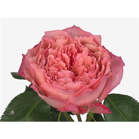 Vrtnica Garden Mayra S Rose c3618