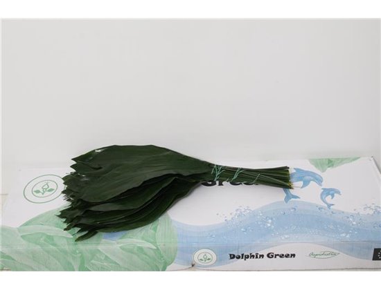 Aspidistra 60cm (p. bunch) c288