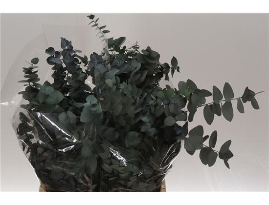 Evkaliptus Stuart. Gray 200gr (p. bunch) c1488