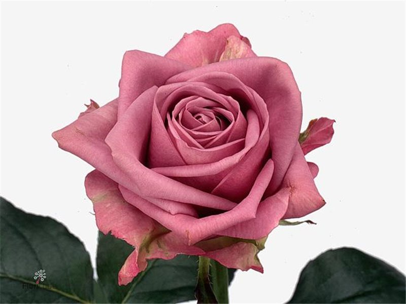 Vrtnica Cool Water! c2785