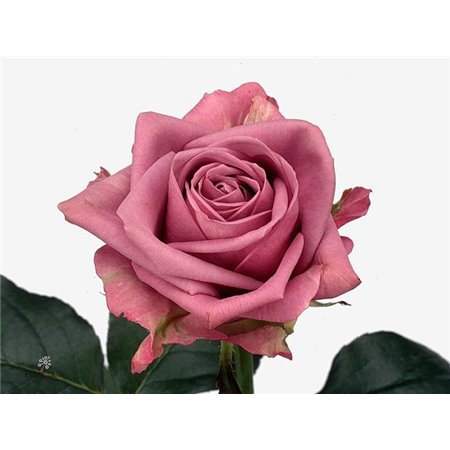 Vrtnica Cool Water! c2785