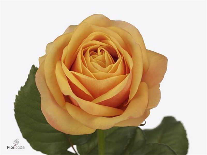 Vrtnica Garden Heliana Orange c2926