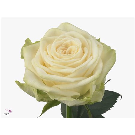 Vrtnica Garden Juwena c3671