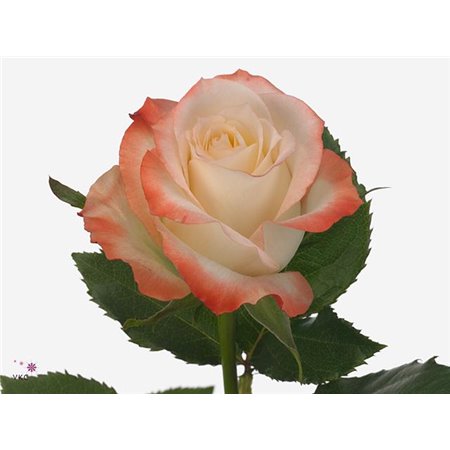 Vrtnica Cabaret c2368