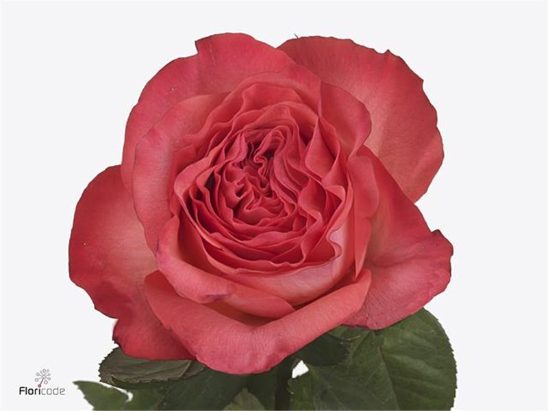 Vrtnica Garden Coral Reeva c3120