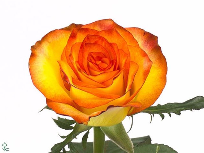 Vrtnica Hermosa+ c2546