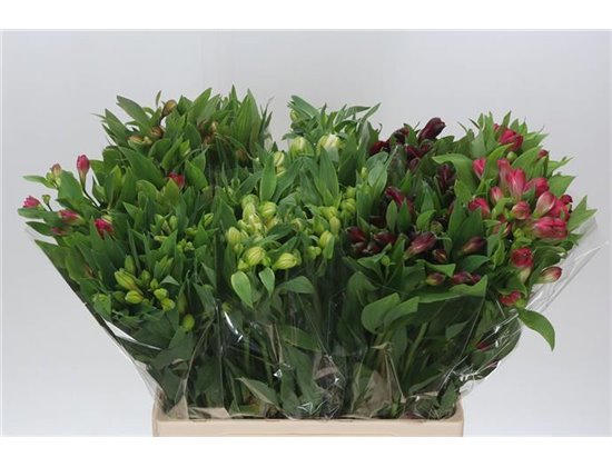 Alstromerija Mixed in bucket c37