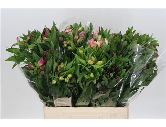 Alstromerija Mixed in bucket c38