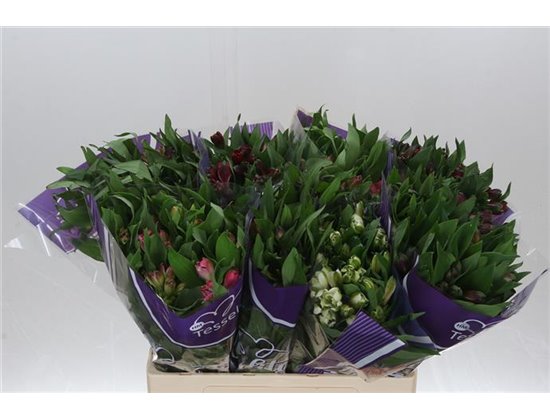 Alstromerija Mixed in bucket Import Ex c39