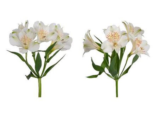 Alstromerija Fancy White c55