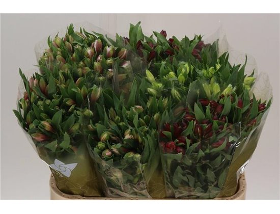 Alstromerija Mixed in bucket Import c75