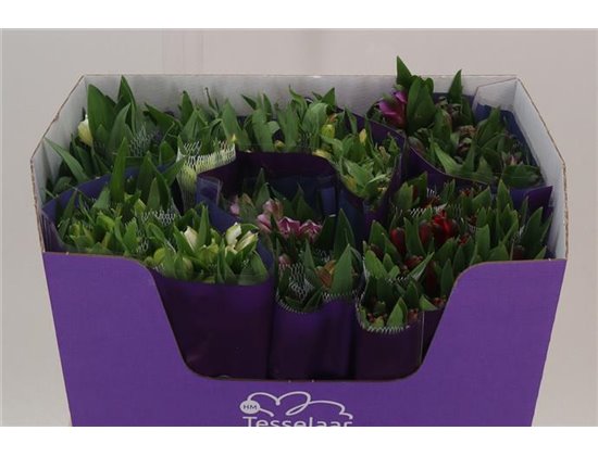 Alstromerija Mixed in bucket Import c77