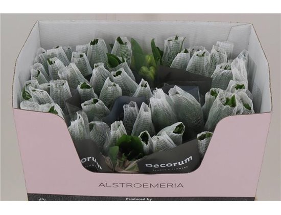 Alstromerija Mixed in bucket Import Ethiopie c78