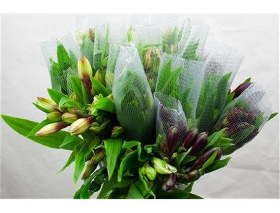 Alstromerija Perfection Assorted c82