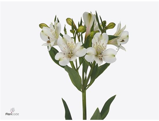 Alstromerija White Swan c99