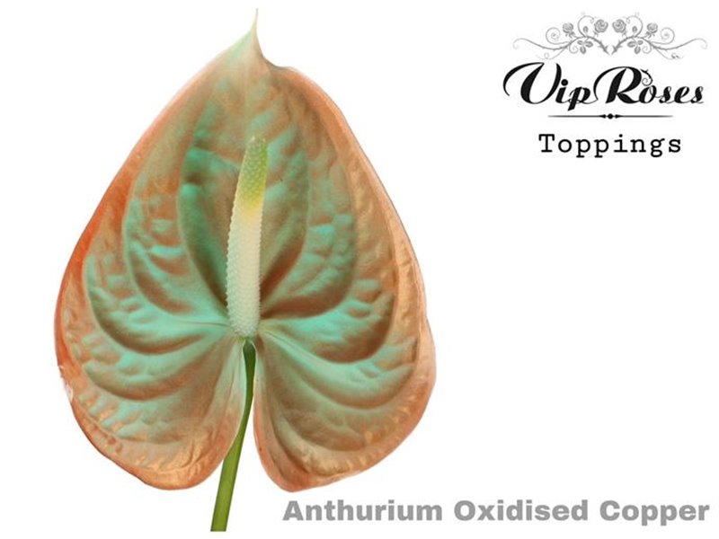 Anthurium A Orange & Pink c139