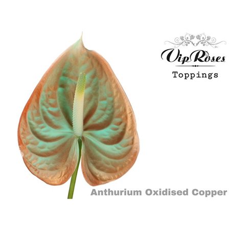 Anthurium A Orange & Pink c139
