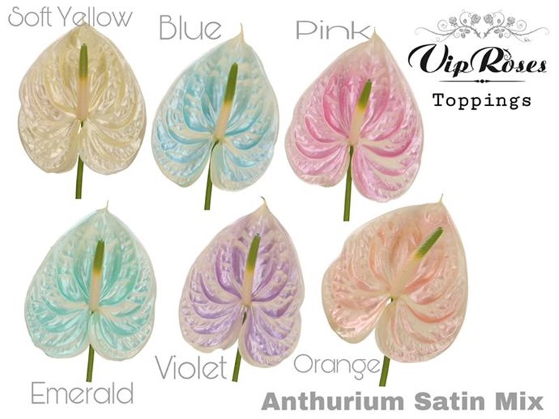 Anthurium A Satin Mixed c144