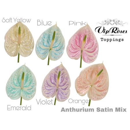 Anthurium A Satin Mixed c144