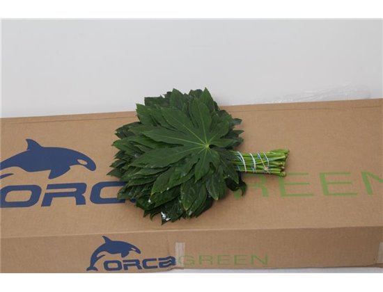 Aralija 25cm (p. bunch) c172