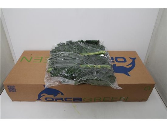 Aralija 40cm (p. bunch) c173