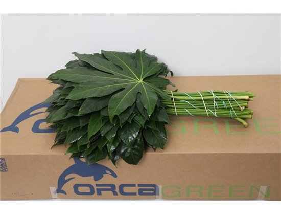 Aralija 60cm (p. bunch) c175
