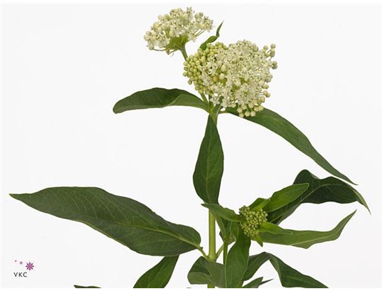 Aralija 60cm (p. bunch) c176