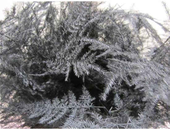 Asparagus 1e feather Black c183