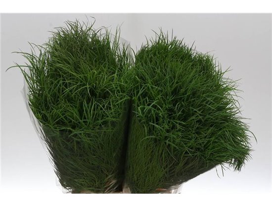 Asparagus Corallo 200gr (p. bunch) c202