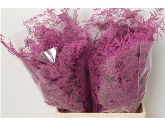 Asparagus Extra Cerise c206