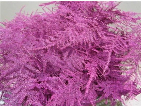 Asparagus Extra feather Cerise c212