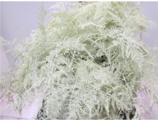 Asparagus Extra feather Creme c215