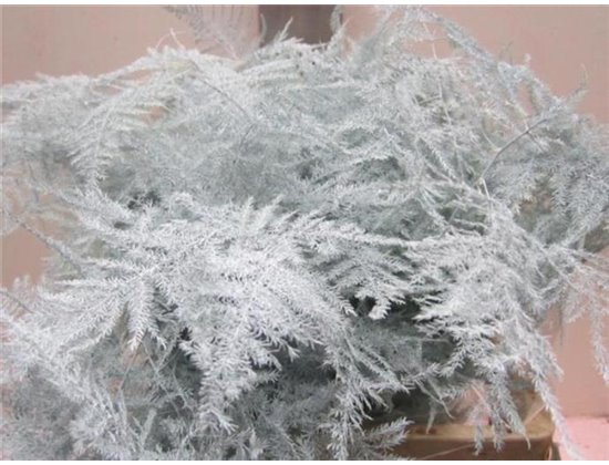 Asparagus Extra feather Silver c226