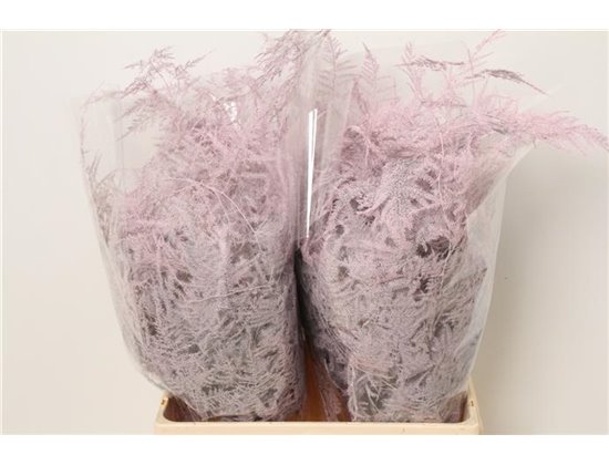 Asparagus Extra Pale Rose c228