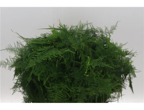 Asparagus Setac Eerste feathers c230