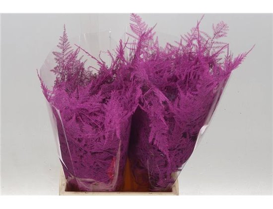 Asparagus Short Cerise c233