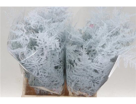 Asparagus Short White c236