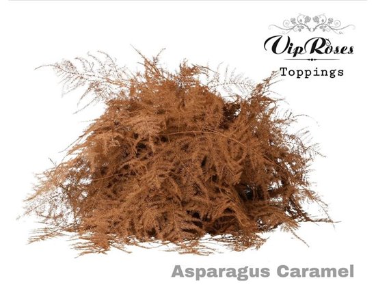 Asparagus Various 1e feathers Caramel c244