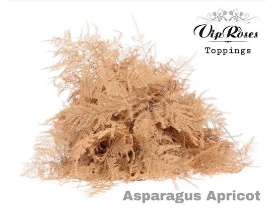 Asparagus Various Extra feathers Apricot c248