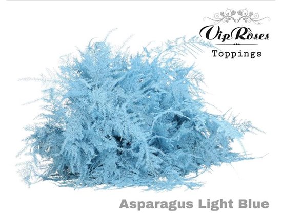 Asparagus Various Extra feathers Light Blue c251
