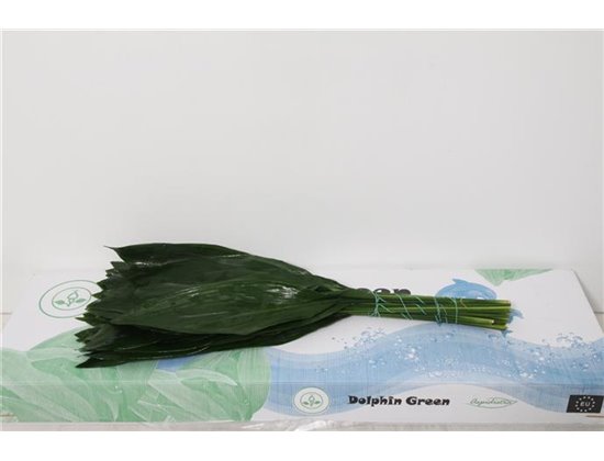 Aspidistra 70cm (p. bunch) c261