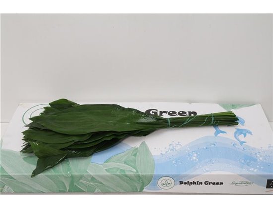 Aspidistra 80cm (p. bunch) c262
