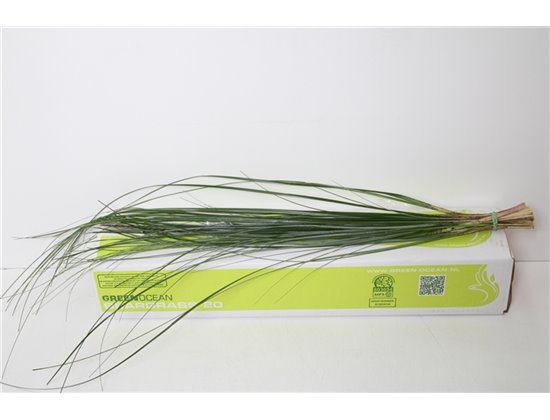 Beargras x20 (Box) c291